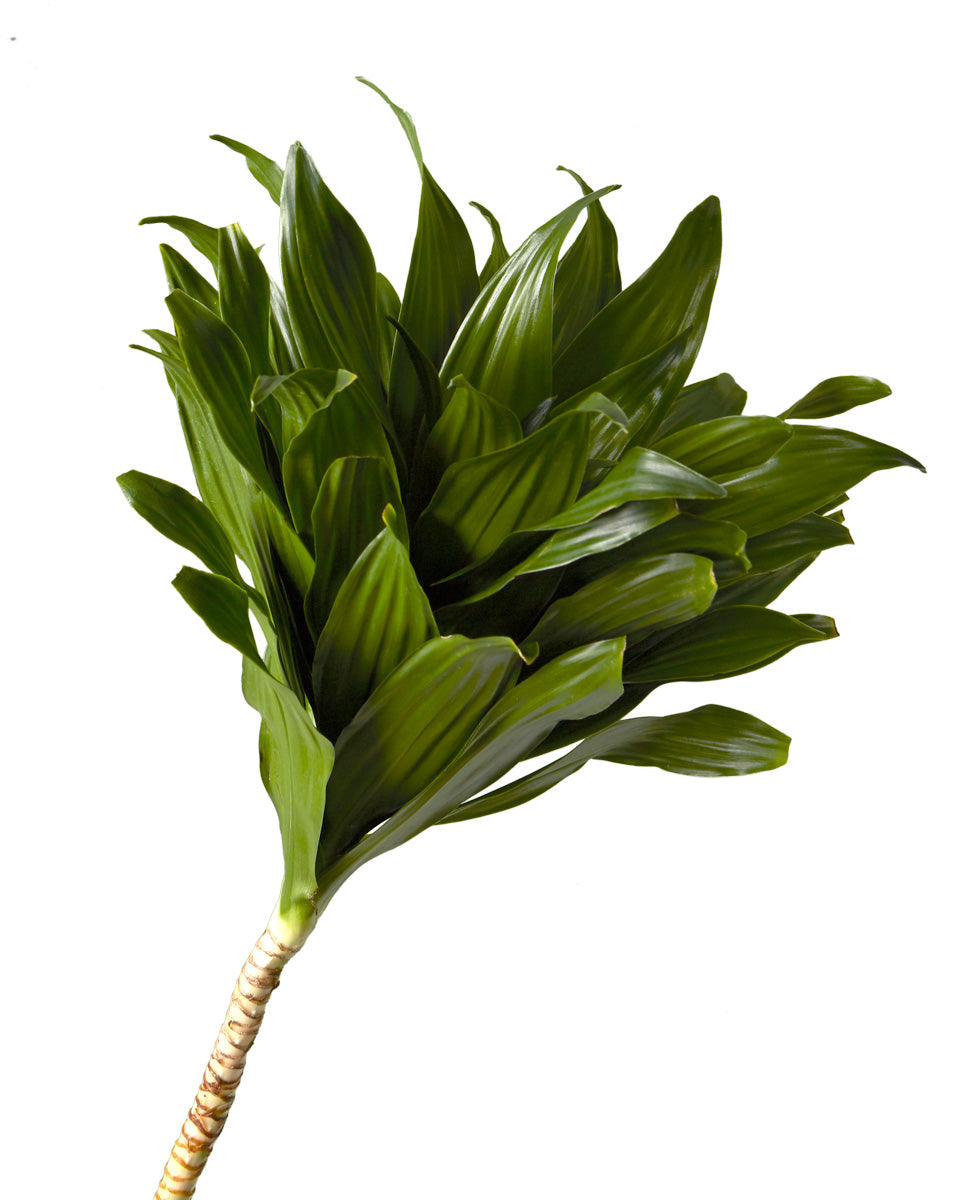 Dracaena Compacta