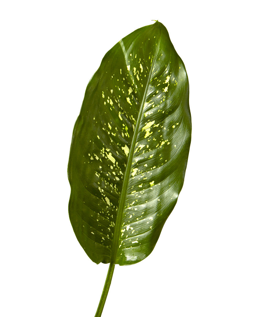 Dumb Cane (Dieffenbachia)