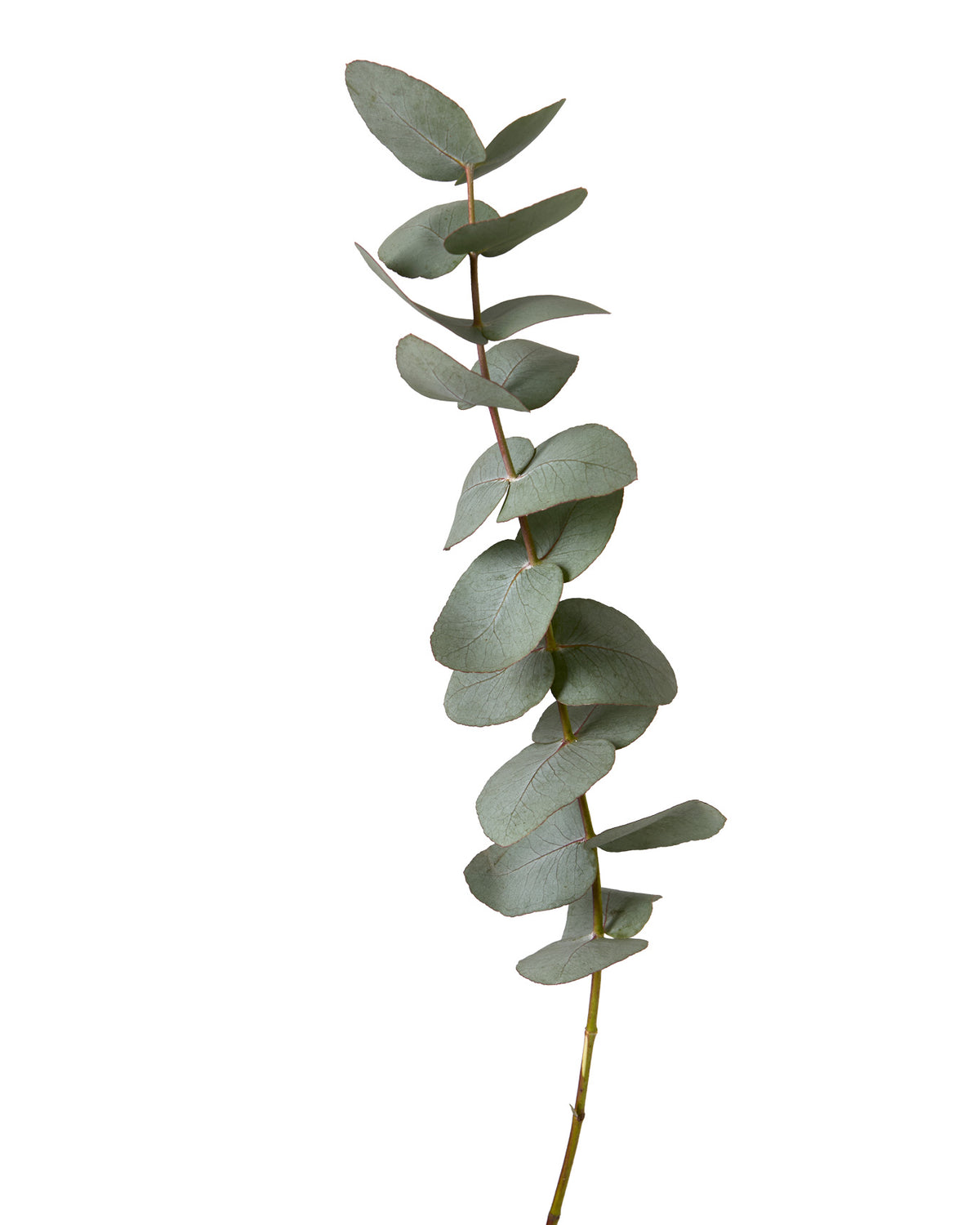 Eucalyptus Cinerea