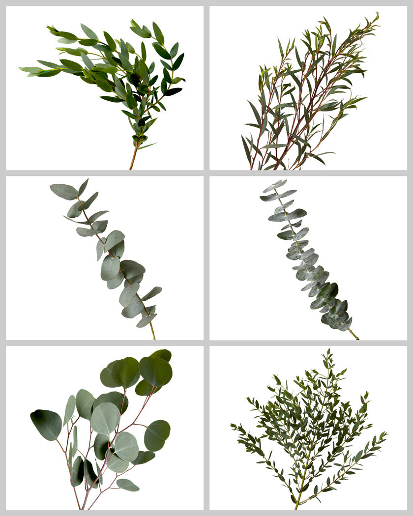Eucalyptus Greens Mixed Box #732