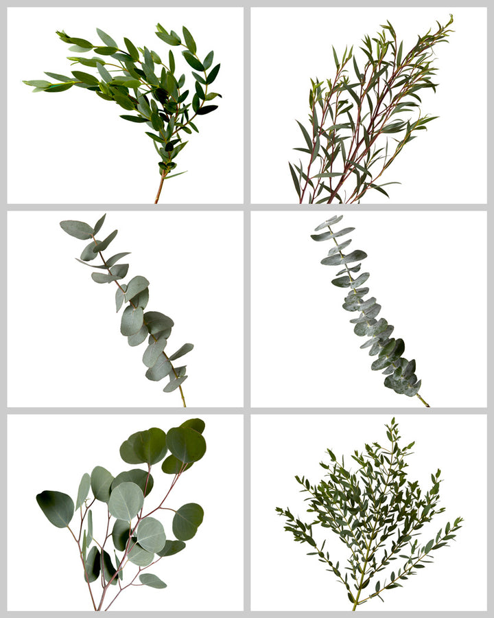 Eucalyptus Greens Mixed Box #732
