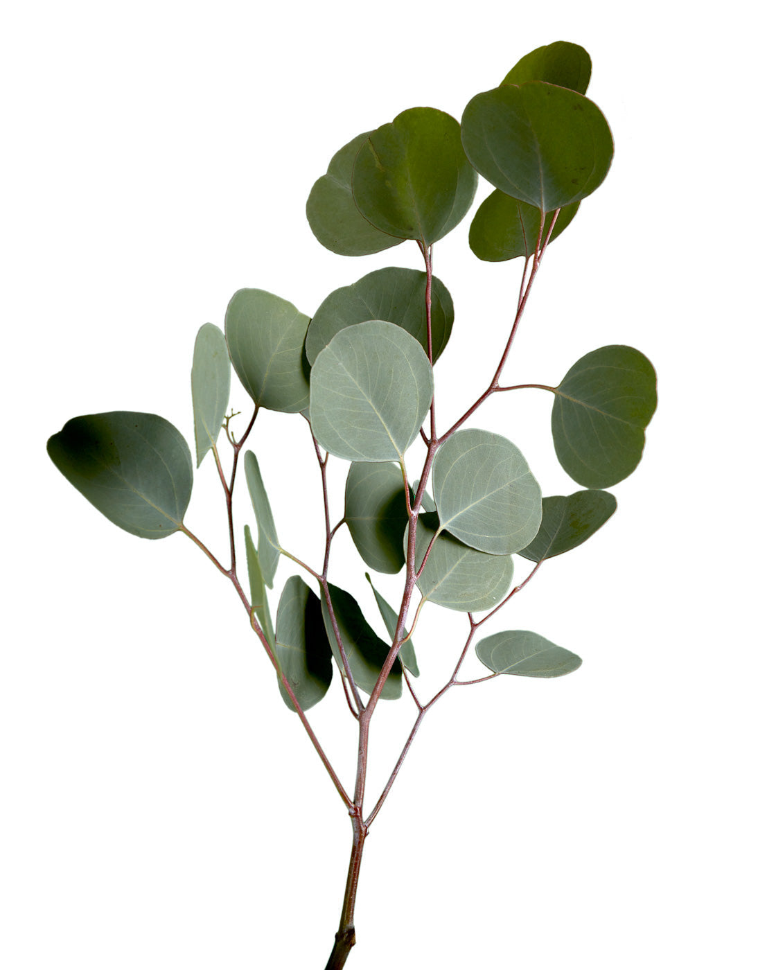 Eucalyptus Silver Dollar Valentine Day