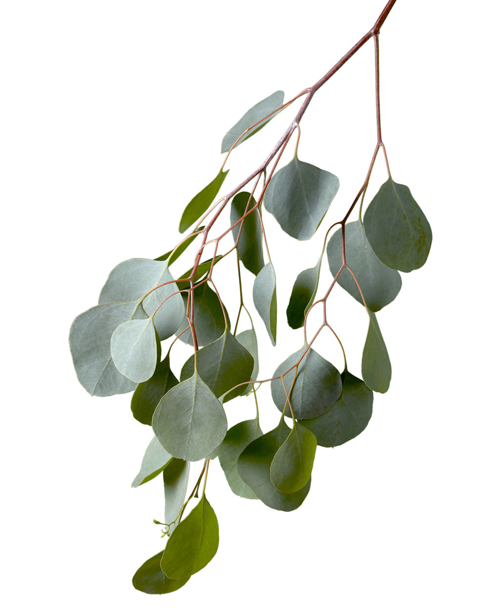 Eucalyptus Silver Dollar Valentine Day