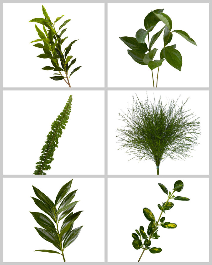 Designer Greens Mixed Box #748