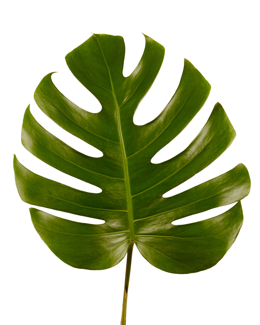 Monstera Leaf