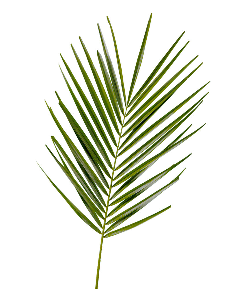 Robellini Phoenix Palm