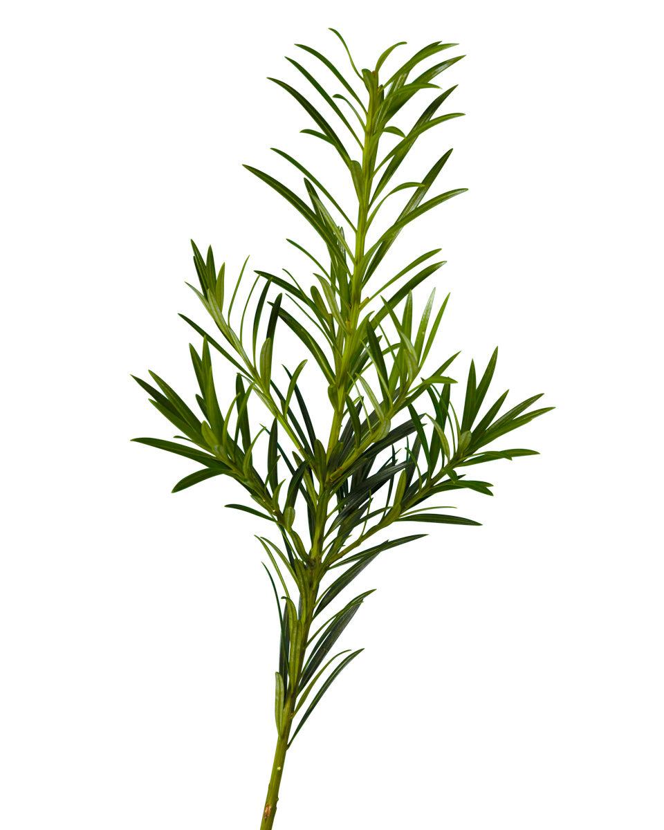 Plum Pine Podocarpus Green
