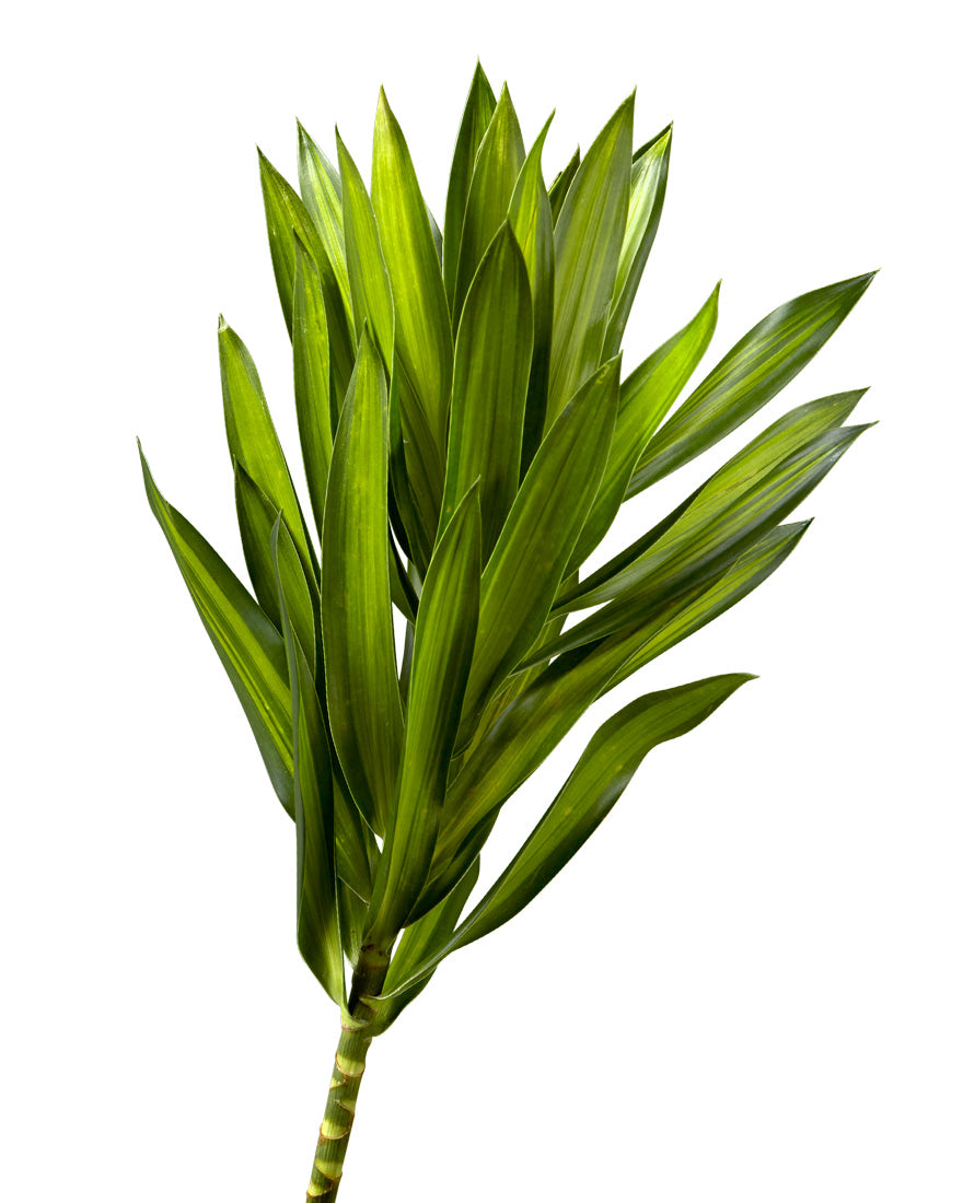 Song of India (Dracaena Reflexa)