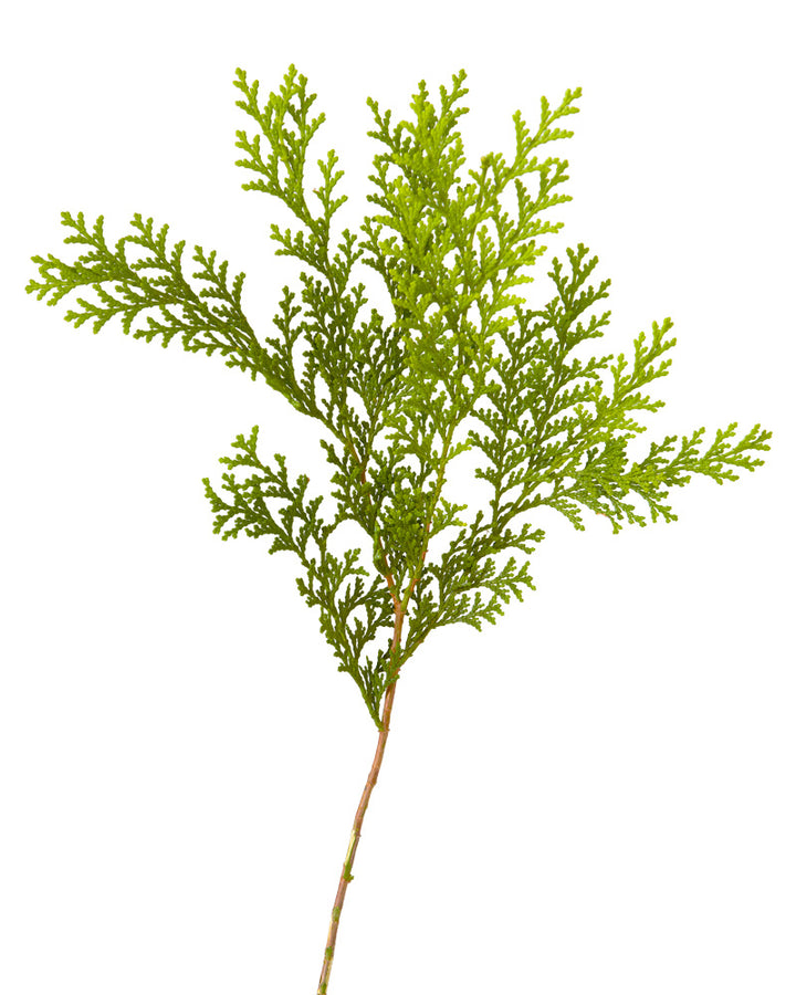 Arborvitae Thuja Evergreen