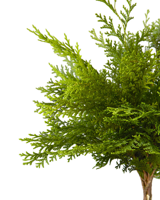 Arborvitae Thuja Evergreen
