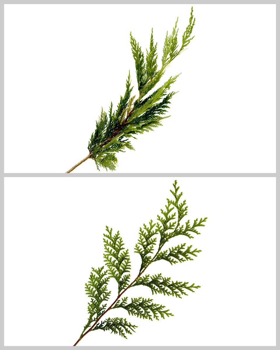 Thuja Greenery Mixed Box