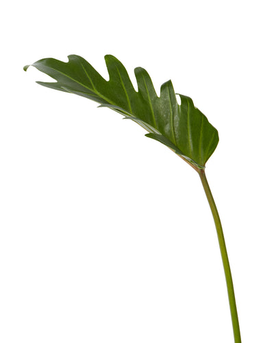 Xanadu Leaf