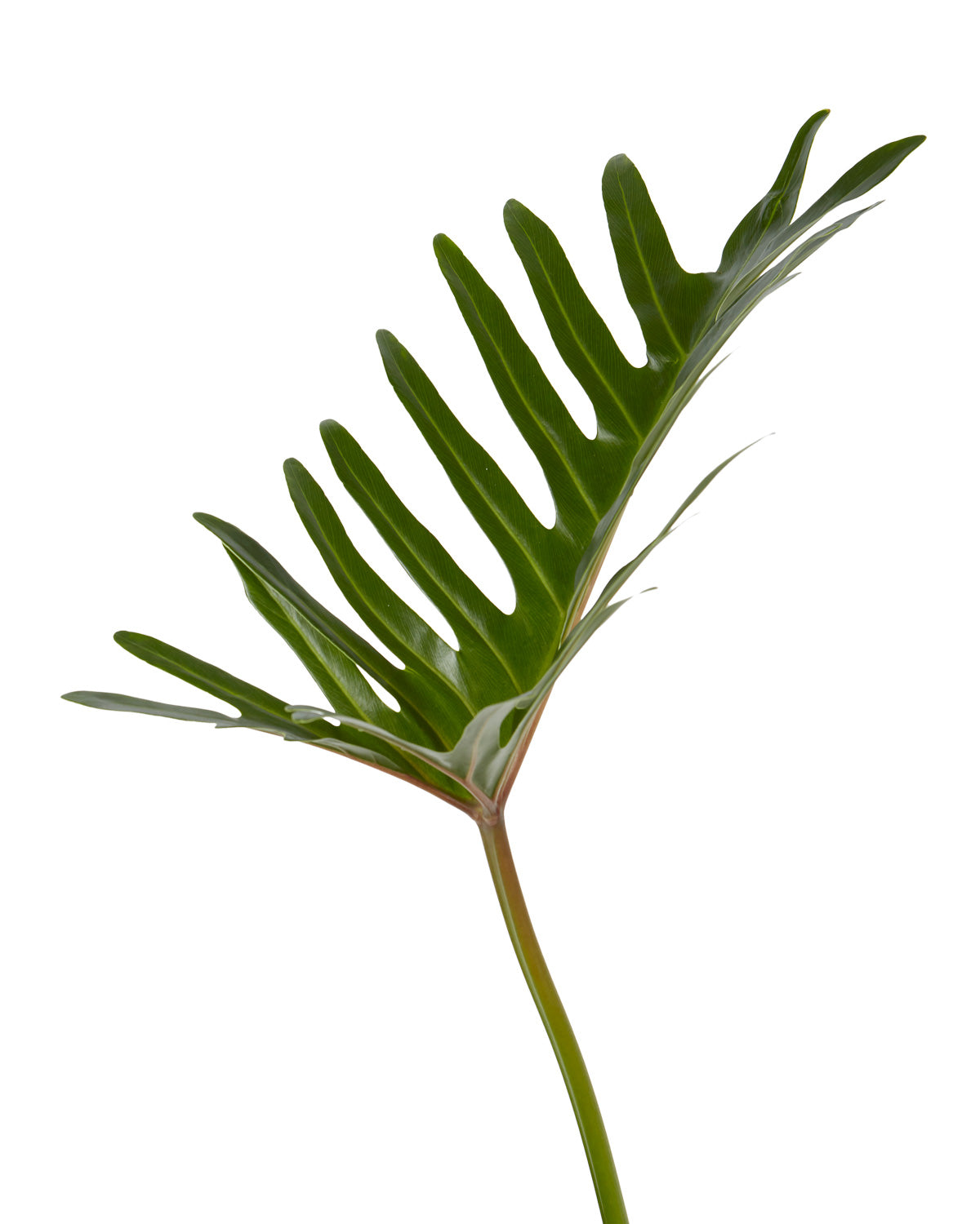 Xantal Leaf