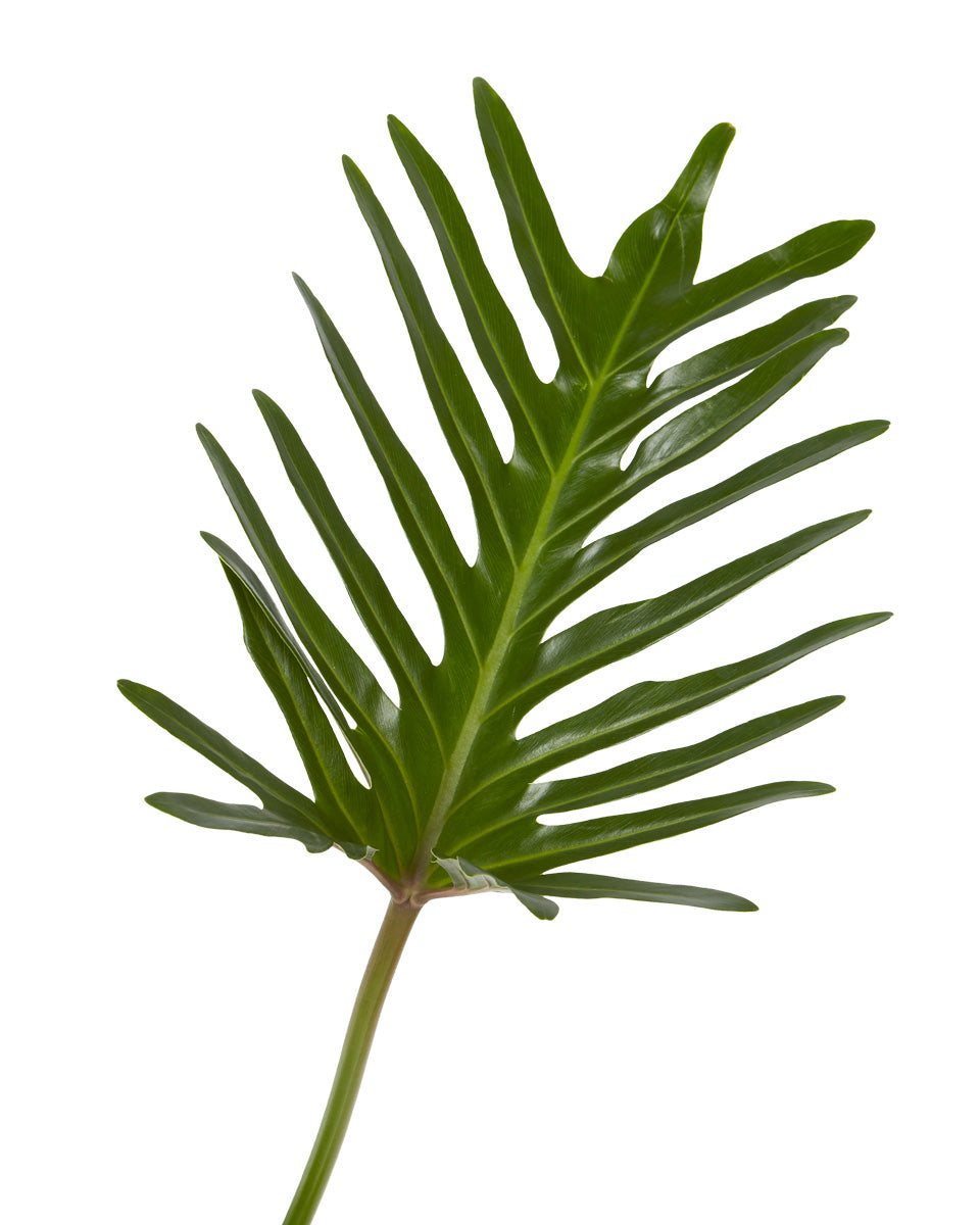 Xantal Leaf