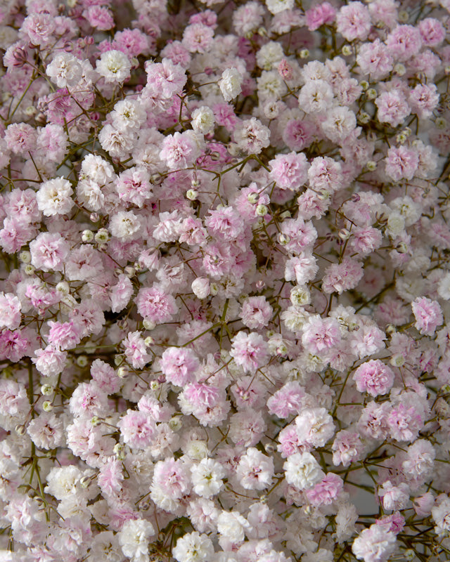 Gypsophila Angel Pink (Tinted)