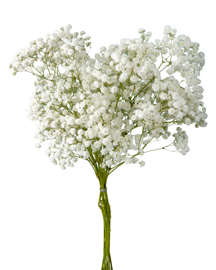 Gypsophila Bridal Queen Valentine's Day
