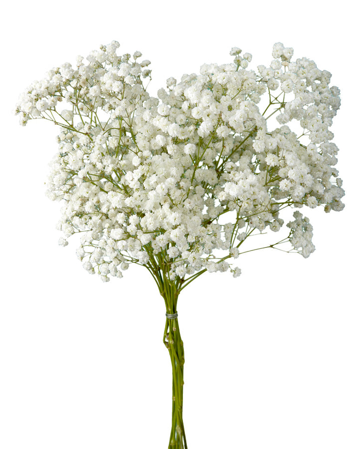 Gypsophila Bridal Queen Valentine's Day