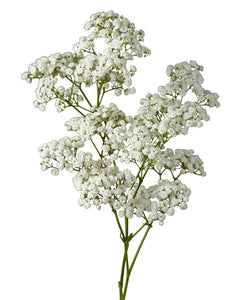 Baby's Breath — HALDEN