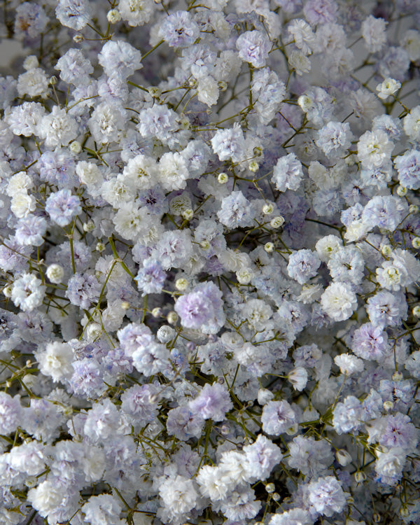 Gypsophila Lavender (Tinted)