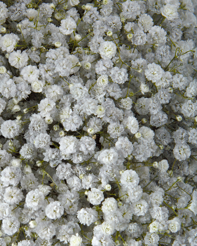 Gypsophila Titanium (Tinted)