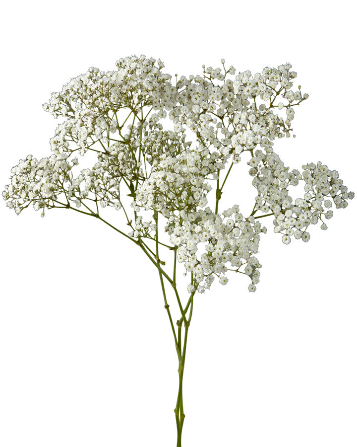 Gypsophila Million Stars (Baby&#39;s Breath)