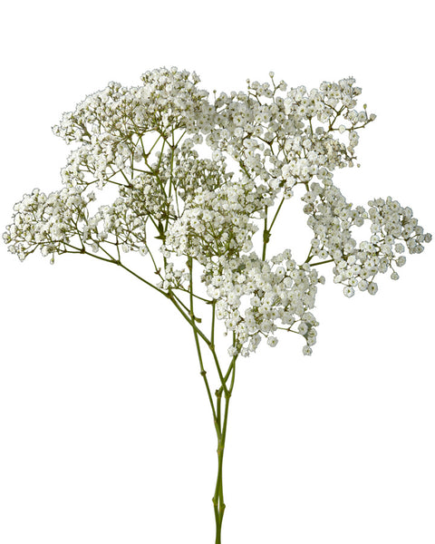 The Ecuadorian Grower That Supplies Top-Quality Gypsophila