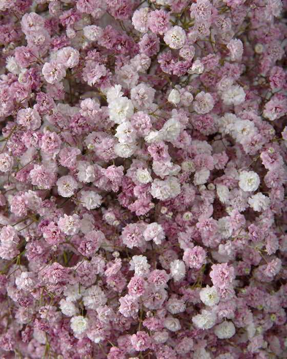 Gypsophila Rose Pink (Tinted)