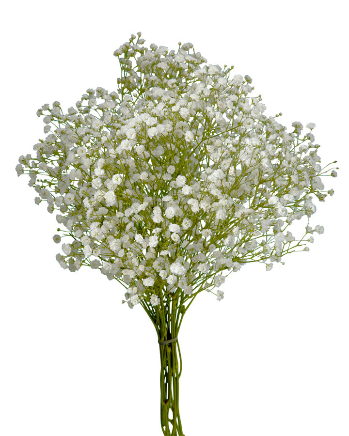 Gypsophila White Force