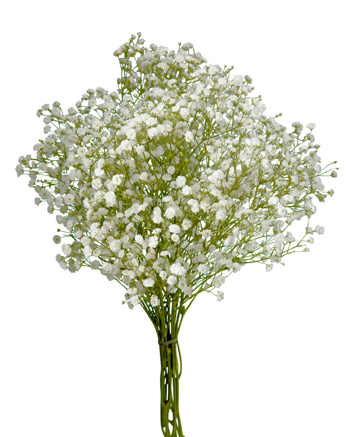 Gypsophila White Force