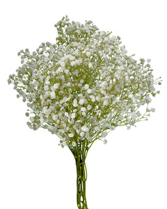 gypsophila-white-force-