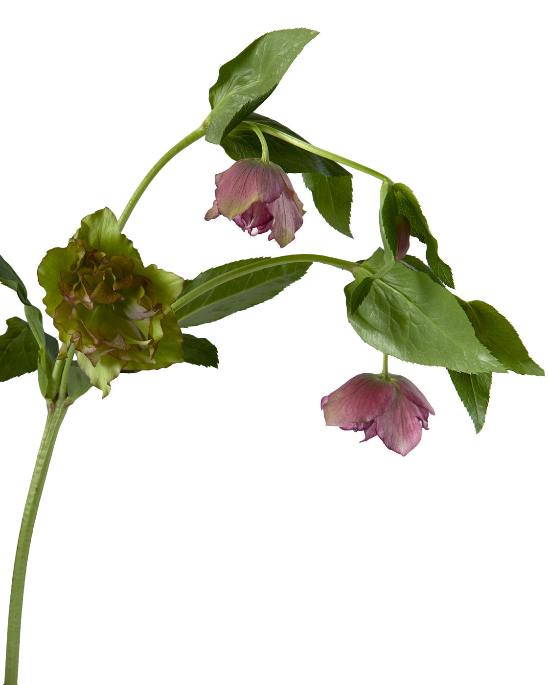 Helleborus Double Ellen Picotee