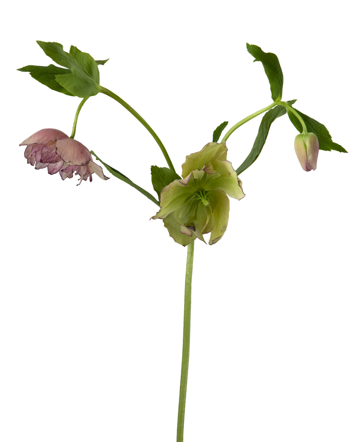 Helleborus Double Ellen Picotee