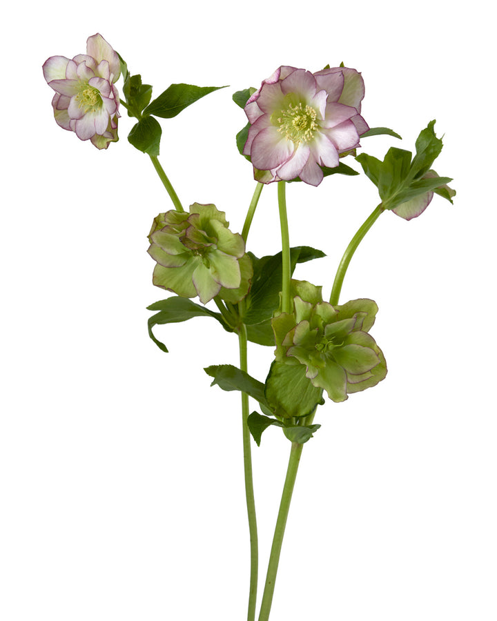 Helleborus Double Ellen Picotee