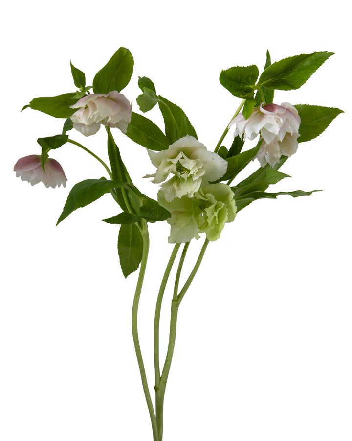 Helleborus Double Ellen Pink