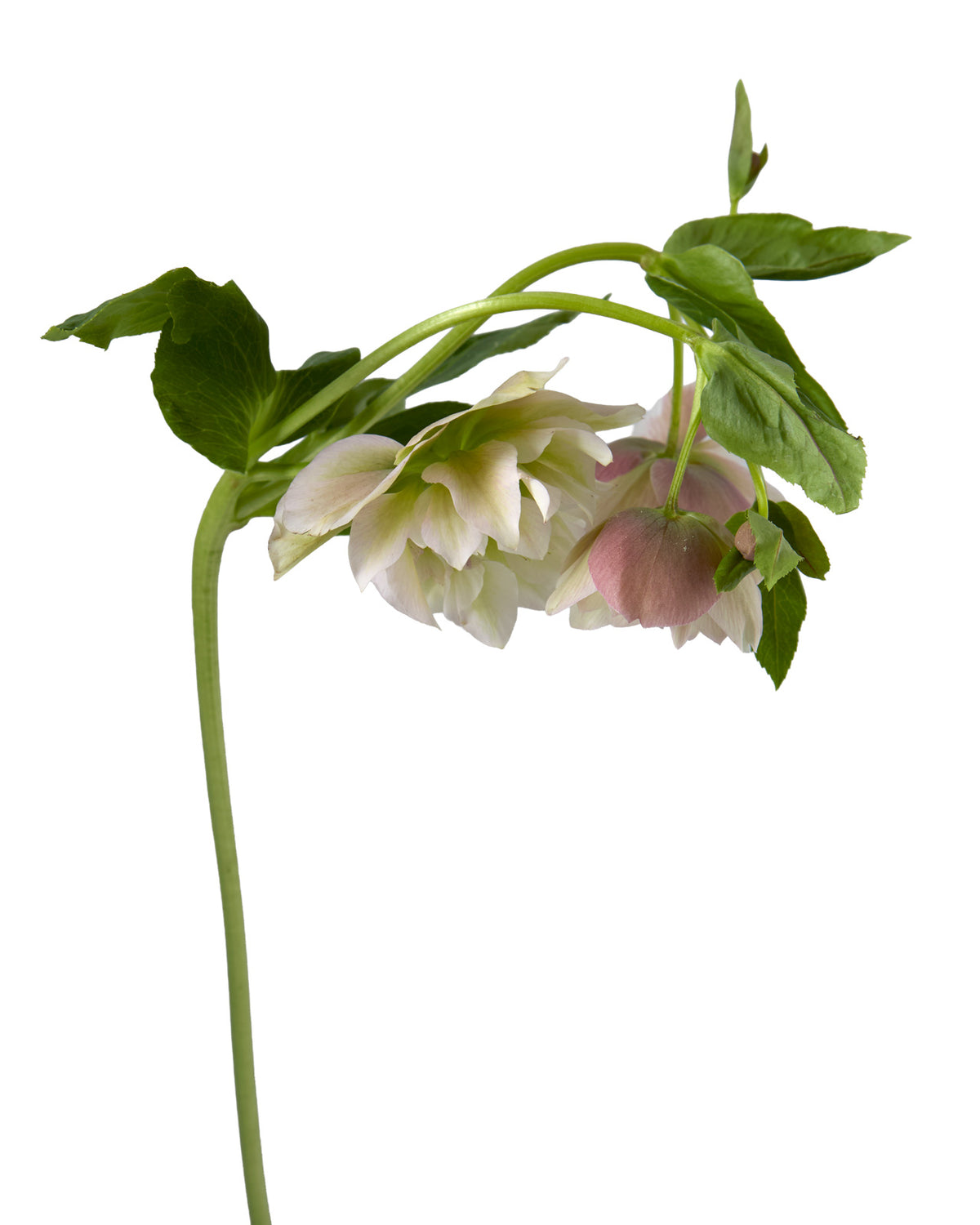 Helleborus Double Ellen Pink