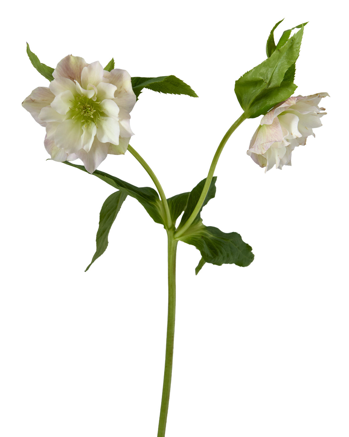 Helleborus Double Ellen Pink