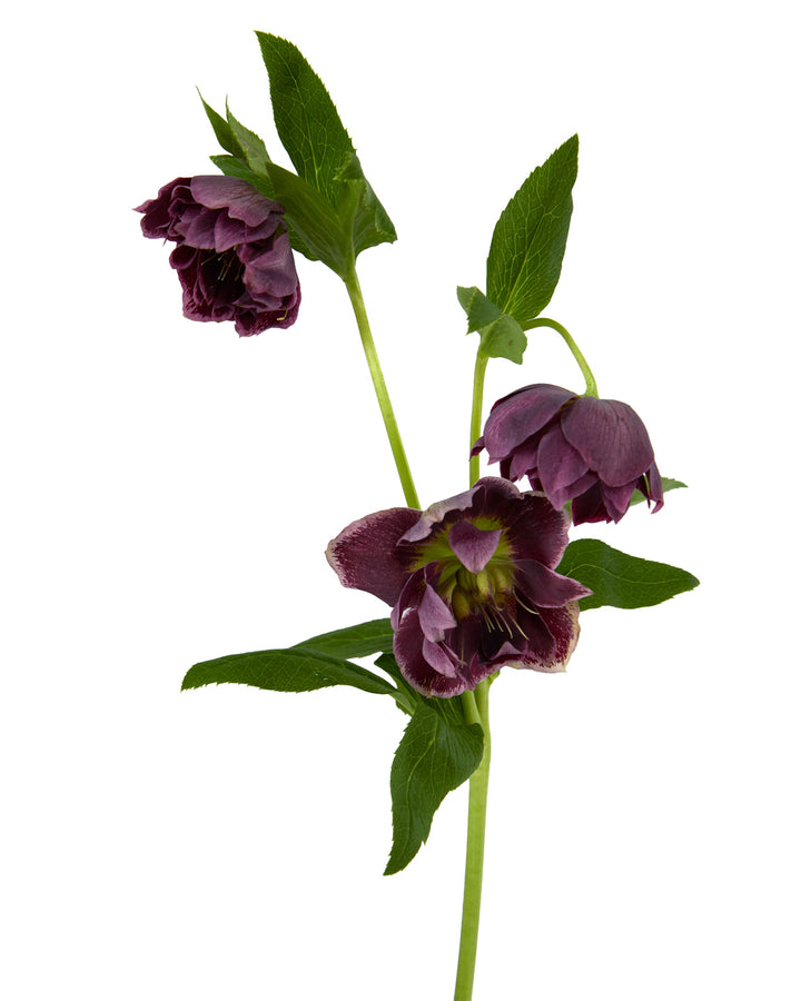 Helleborus Double Ellen Purple