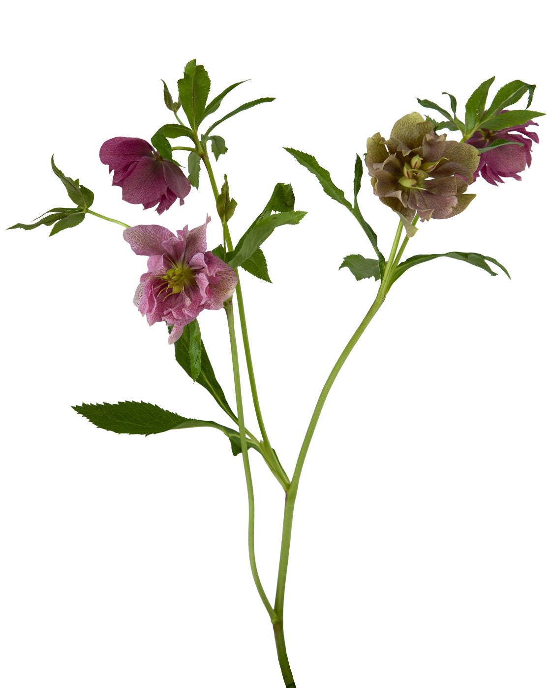Helleborus Double Ellen Red