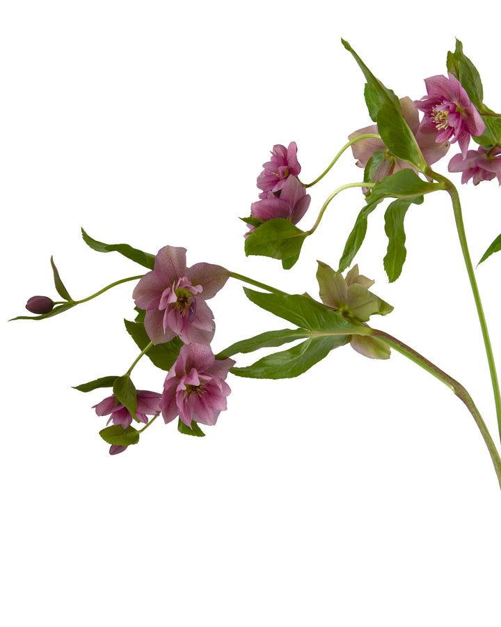 Helleborus Double Ellen Red
