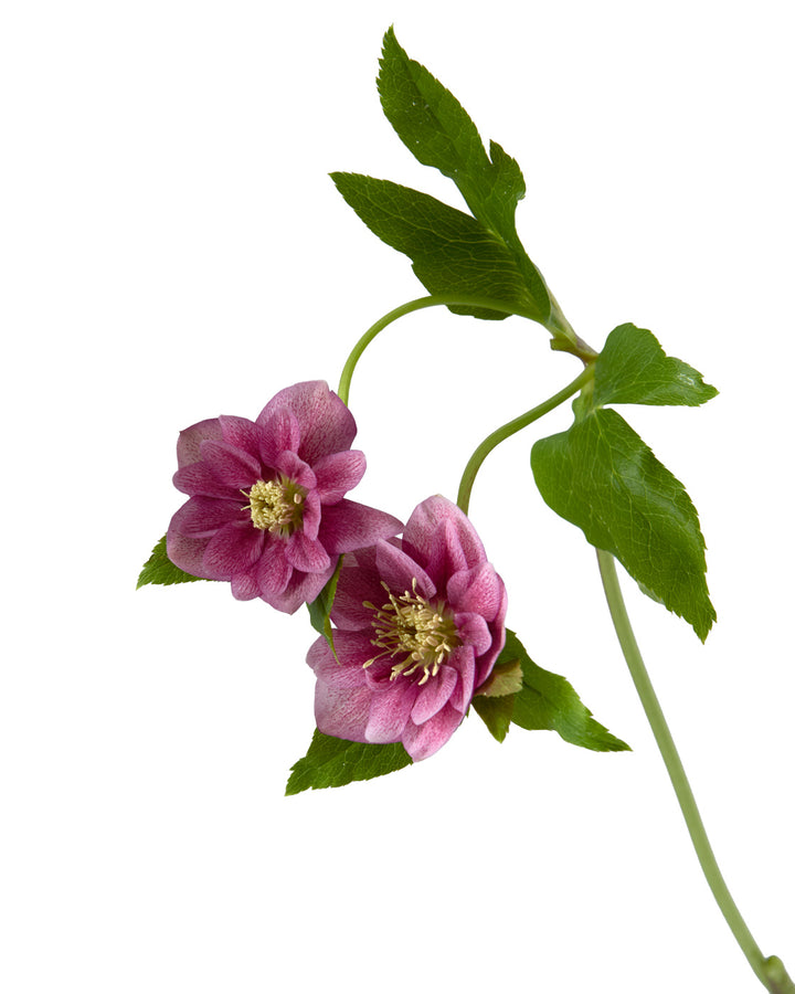 Helleborus Double Ellen Red