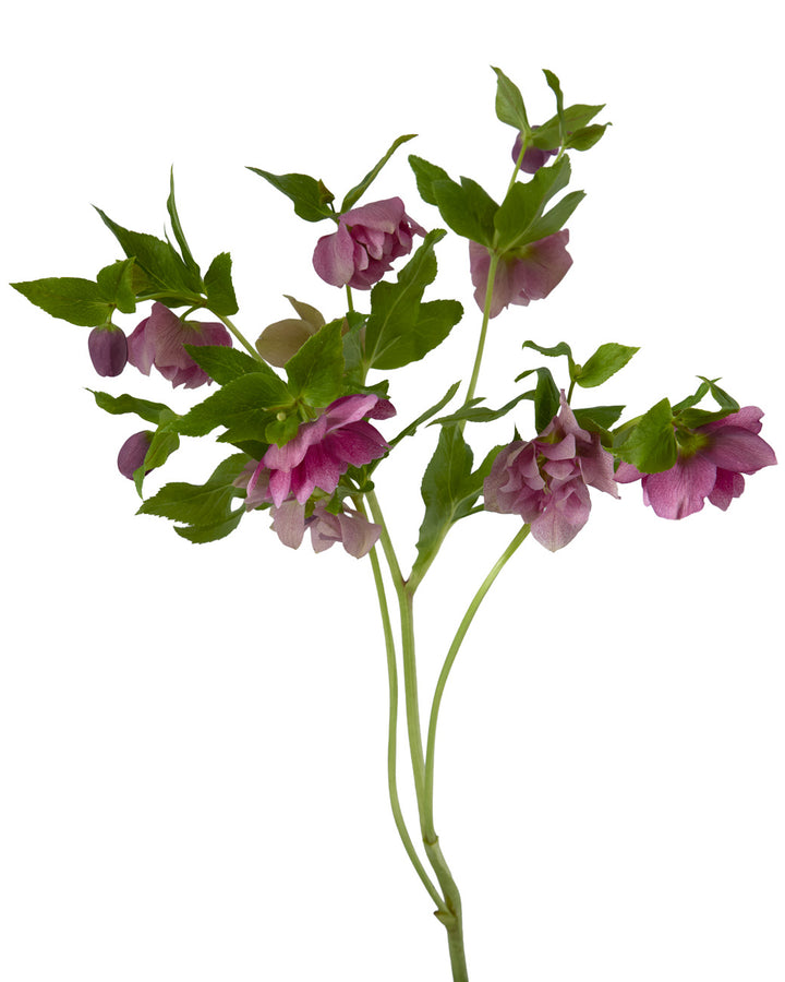 Helleborus Double Ellen Red