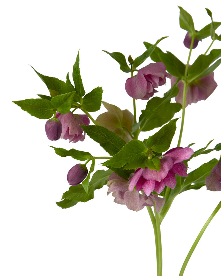 Helleborus Double Ellen Red