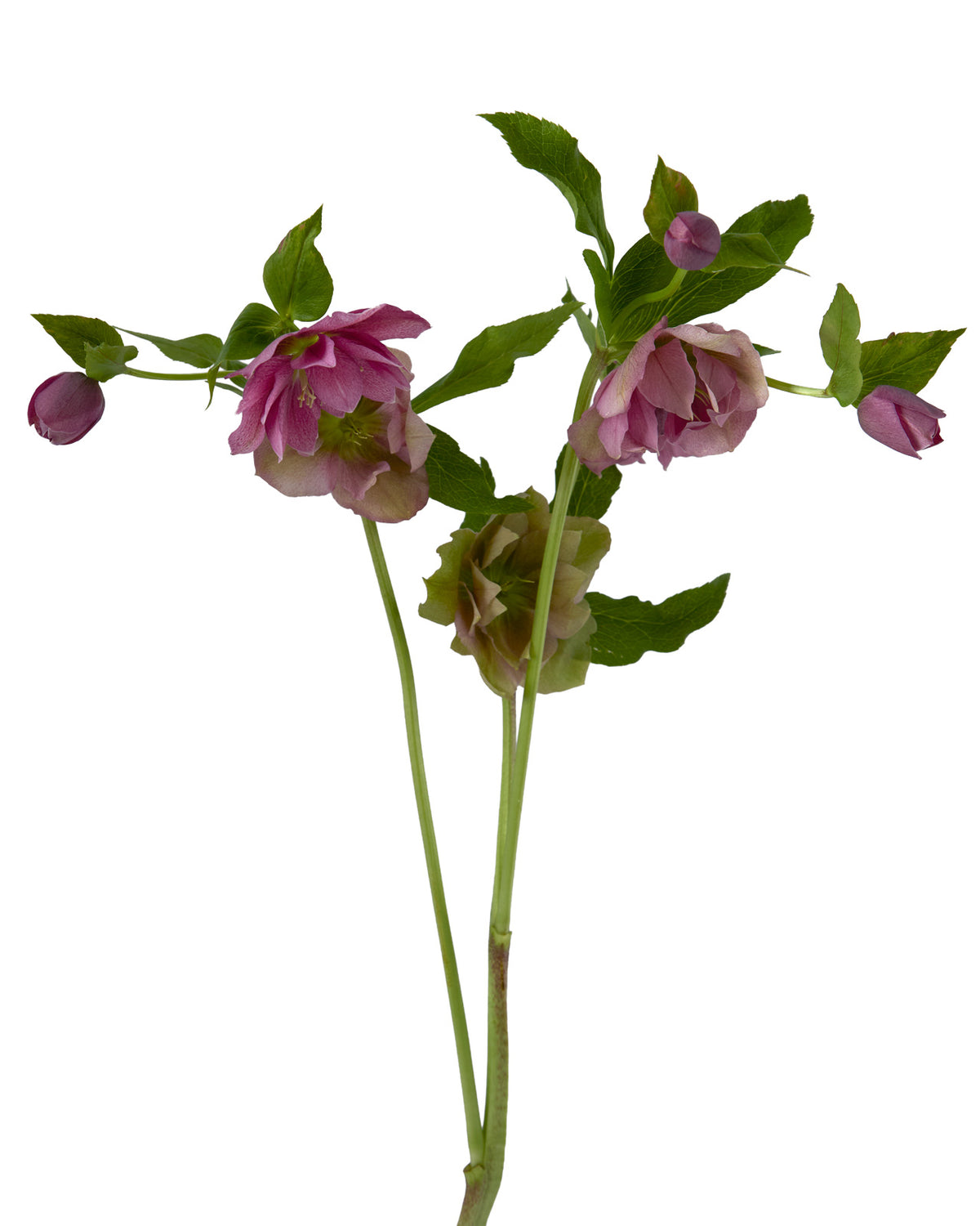 Helleborus Double Ellen Red