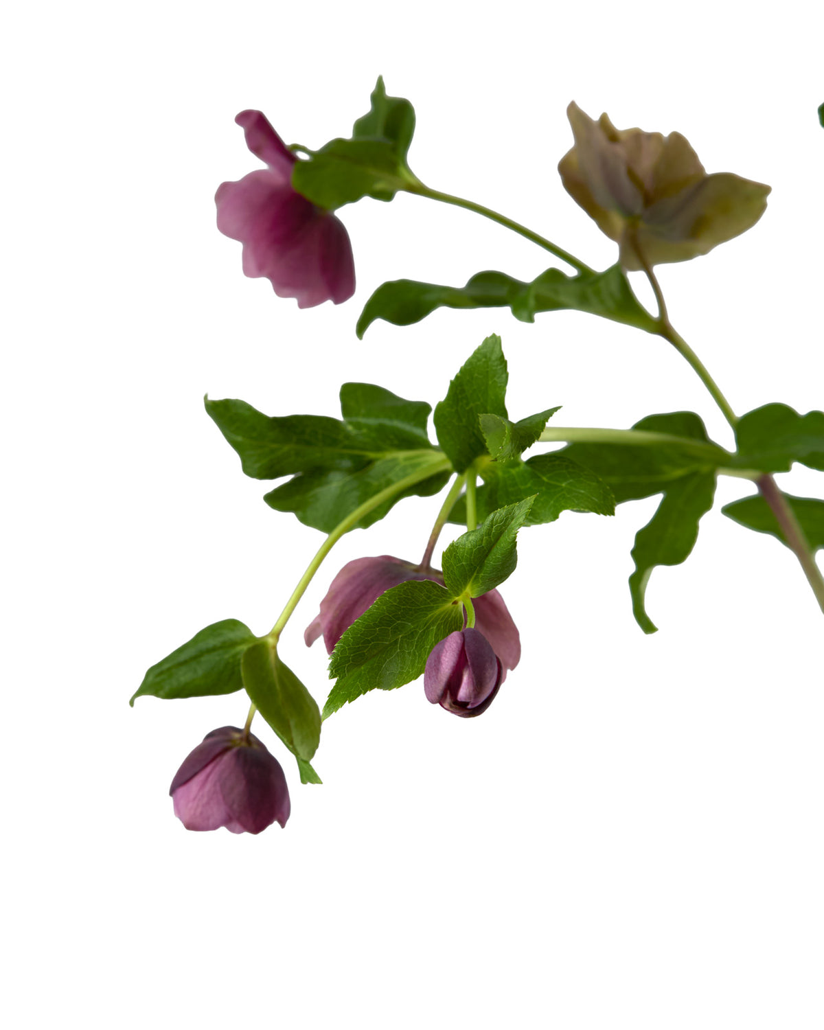 Helleborus Double Ellen Red