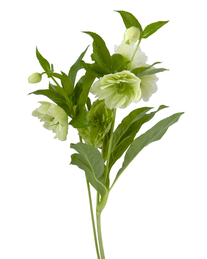 Helleborus Double Ellen White