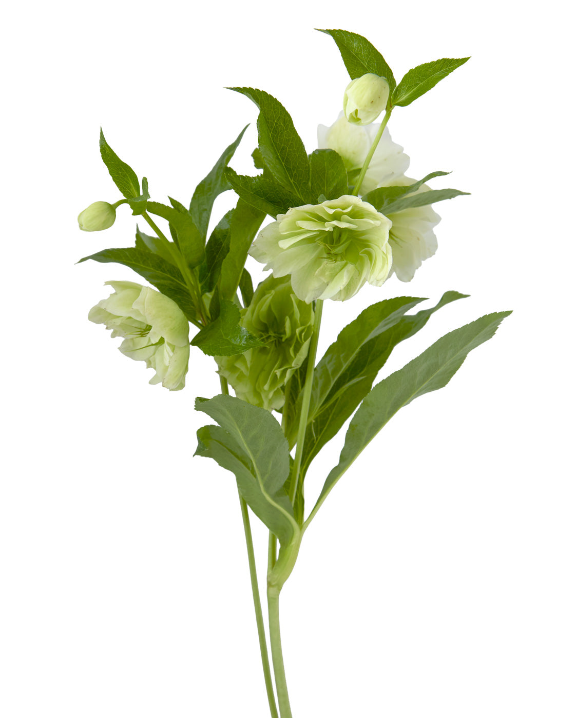 Helleborus Double Ellen White