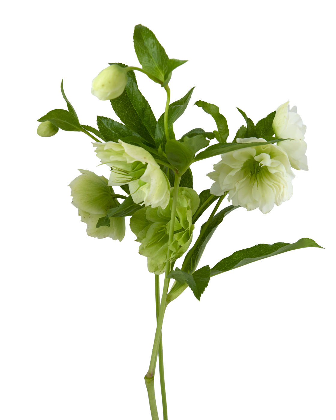 Helleborus Double Ellen White