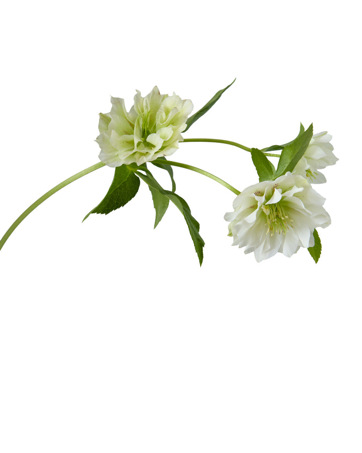 Helleborus Double Ellen White