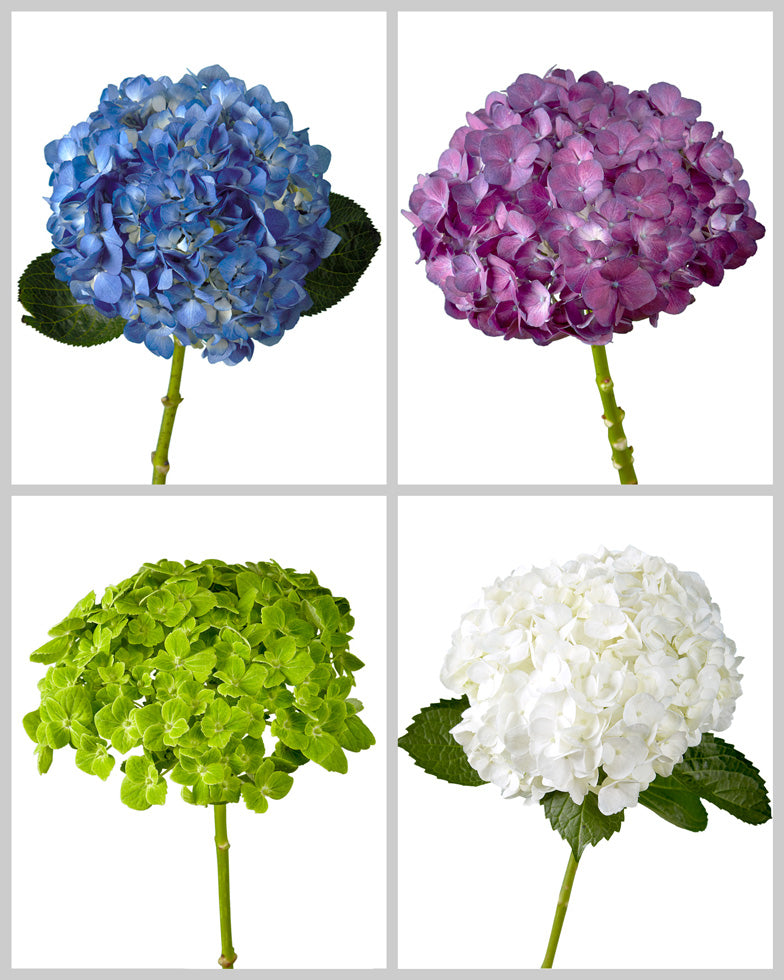 Select Hydrangea Assorted Box #959 Valentine's Day