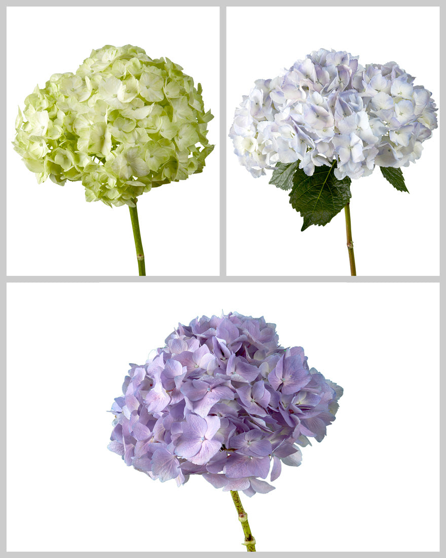 Select Hydrangea Assorted Box #960